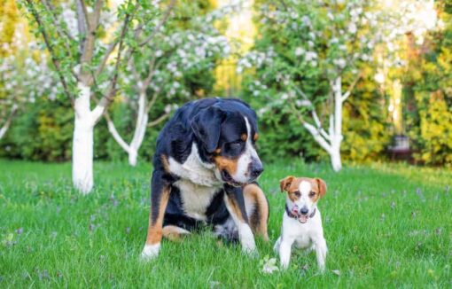 How Long Do Small Dogs Live How To Help Them Live Longer Dogdorable