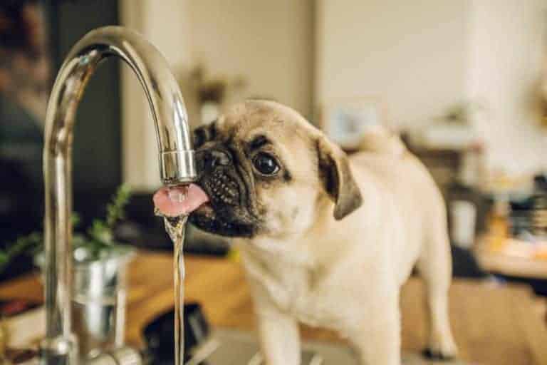 extremely thirsty dog drinking right out of the sink