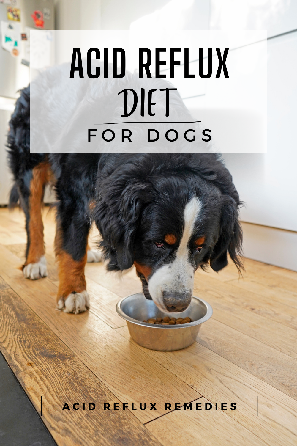 dog eating a diet to help with acid reflux