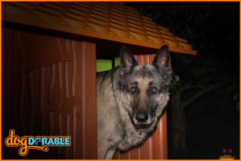 a dog at night. You can clearly see how well this dogs night vision is.