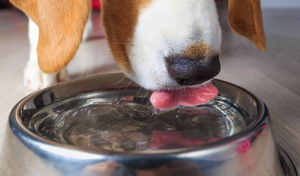 What Causes A Dog To Drink Too Much Water