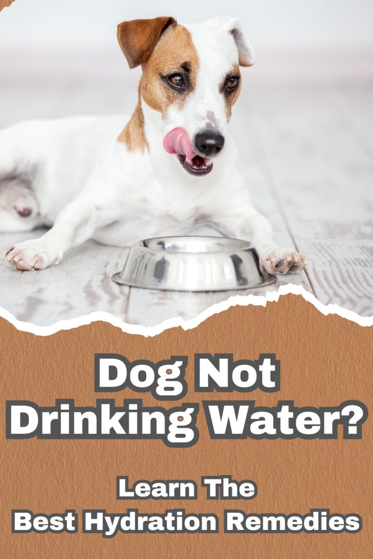 Is Your Dog Not Drinking Water But is Eating? [This Could Be Why]