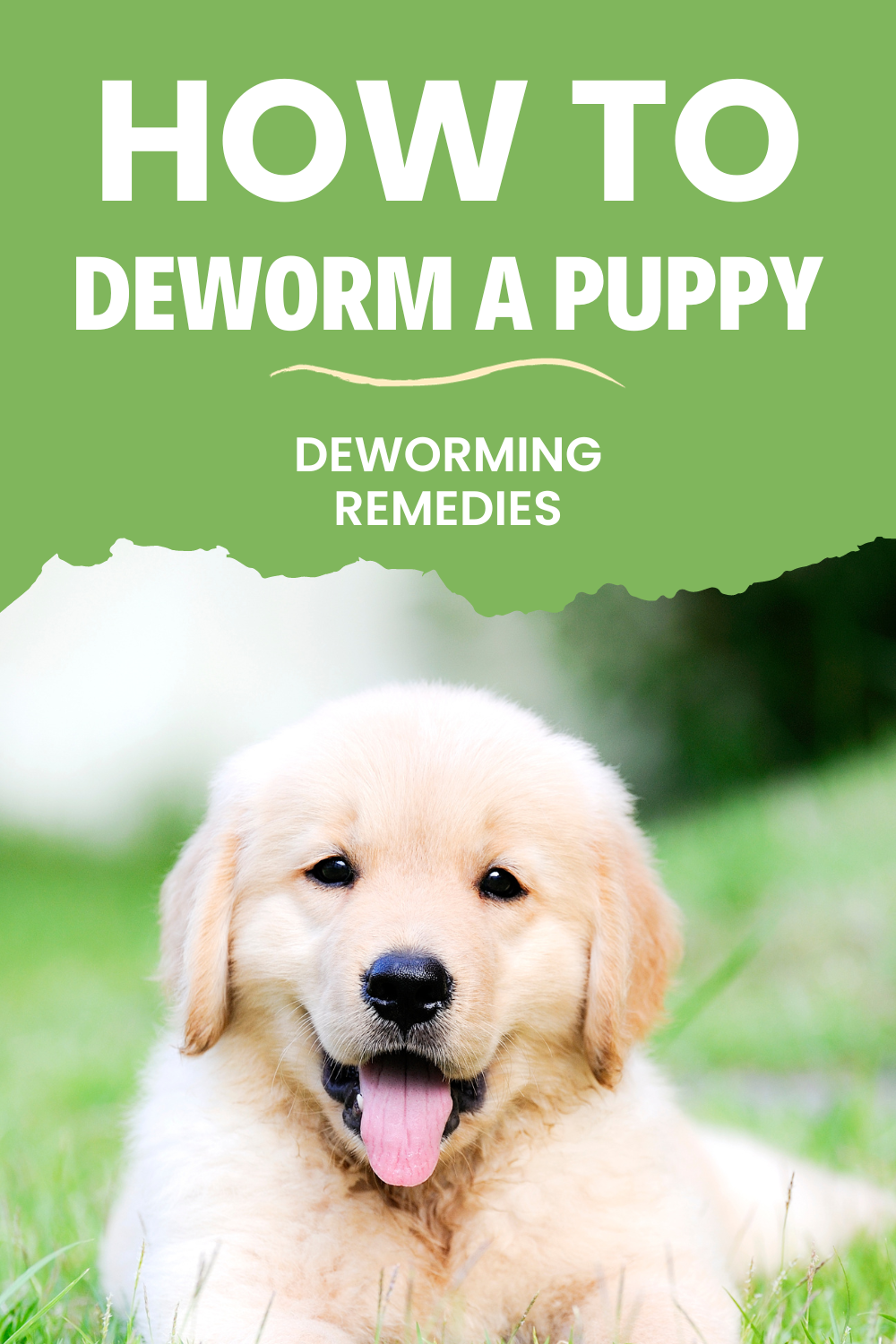 puppy that just got deworm medication