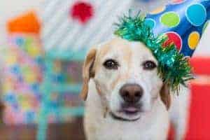 It can be hard to determine how old a stray dog is. Use these 7 methods to get a rough estimate