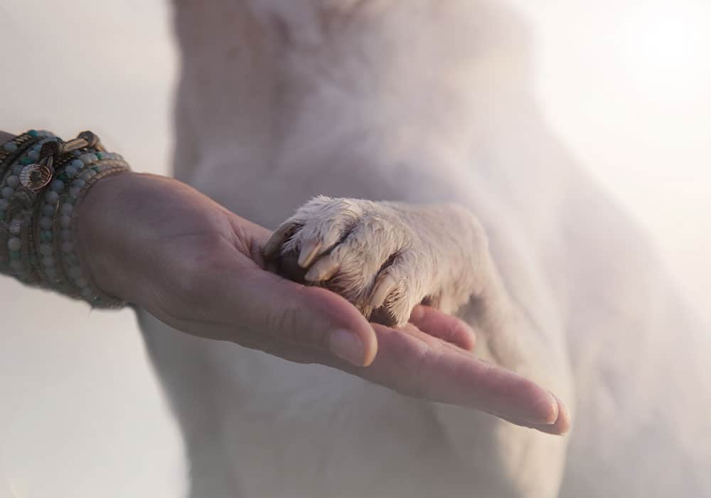 how to cut dog's nails without clippers