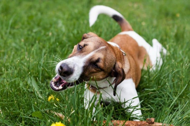 Is Your Dog Gagging But Not Throwing Up? Time to Learn Why