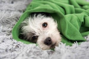 This dog isn't feeling well, keeps coughing but not vomiting