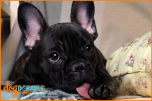 Home setting with a dog focused on licking its paws, exploring home remedies for dog licking paws.