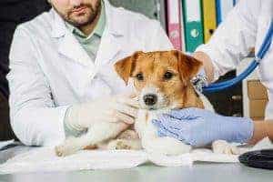 If you want to know what happens when your dog eats gum, then you should know these two critical things.