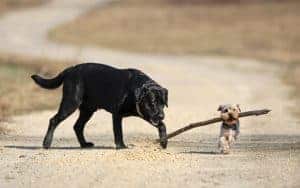Big dog and small dog together. These are great methods to tell how big your dog will be