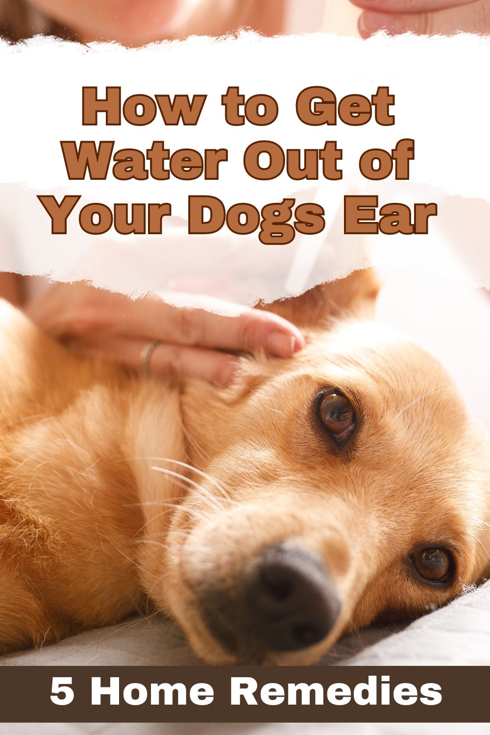 Step-by-step guide on removing water from a dog's ear, demonstrating gentle techniques to ensure comfort and well-being.