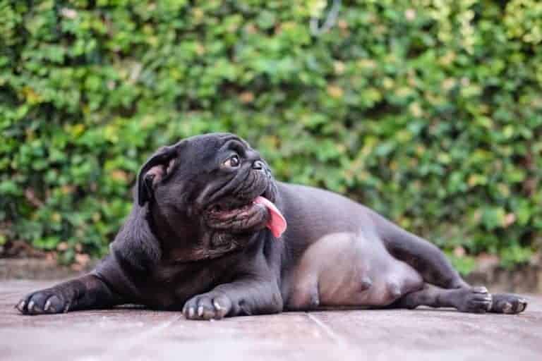 There are multiple signs a dog is going into labor, this dog is showing two