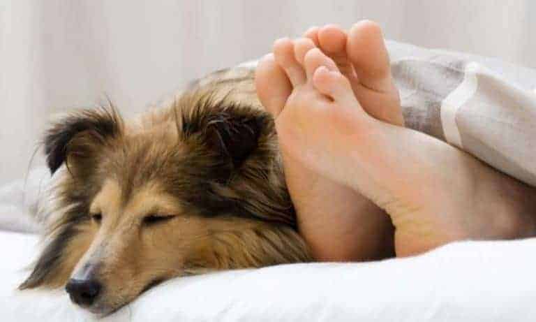 If you've ever wondered why your dog sleeps by your feet, you aren't alone. This dog is sleeping by their owners feet