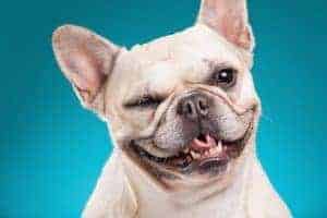Have you ever wondered why dogs wink at you? It's because they're maintaining peace