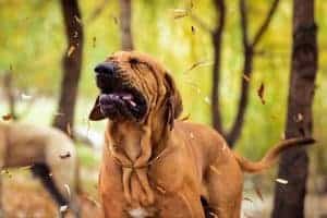 Have you ever wondered why your dog sneezes when play fighting with another dog? Here's why