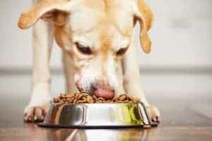 did you know that dry dog food can go bad within two weeks of opening the bag?