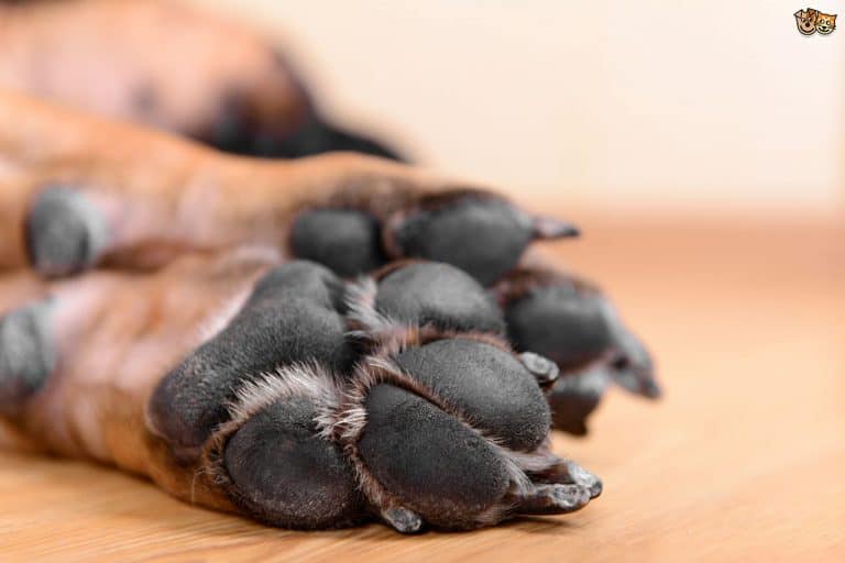 Have you ever wondered if you can get a dog declawed? You can, but we highly recommend against it