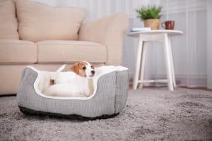 If your dog wont lay down to sleep, here are 5 great things to fix the problem