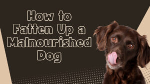 How to fatten up a malnourished dog safely. Explore tips and dietary strategies to help your underweight dog regain health.