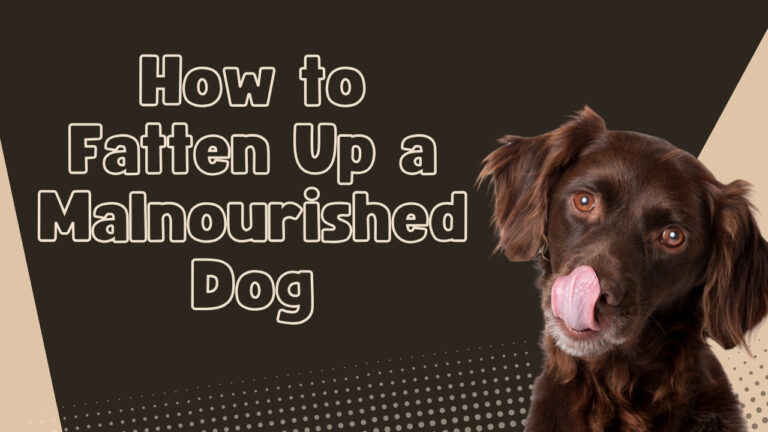 How to fatten up a malnourished dog safely. Explore tips and dietary strategies to help your underweight dog regain health.