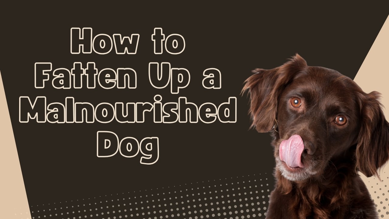 how-to-safely-fatten-up-a-malnourished-dog