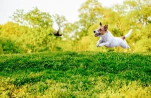 Taming prey drive in dogs might seem difficult, but you can do it with two simple commands