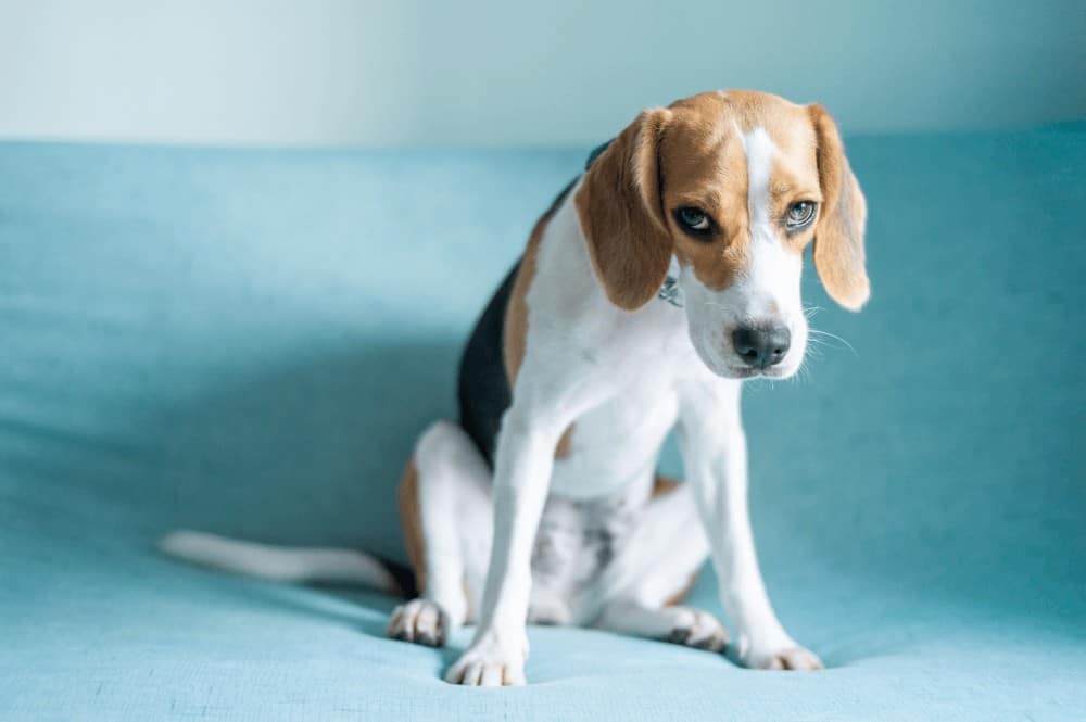 If your dog is restless and won't sit still, there are a number of things that could be wrong, all of which can be broken down into medical or behavioral