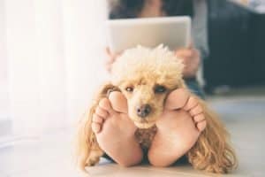 Some dogs love to stand or lay by your feet. Here are the top reasons why