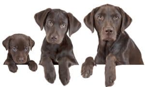 Dogs grow at different rates. Here is a guide to how fast dogs grow based of breed.