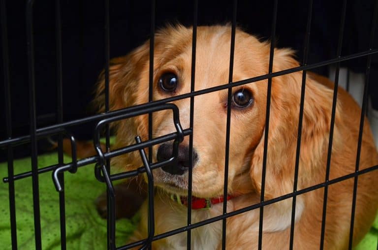 Should you crate your dog while at work? No! It is cruel to crate a dog for longer than five hours