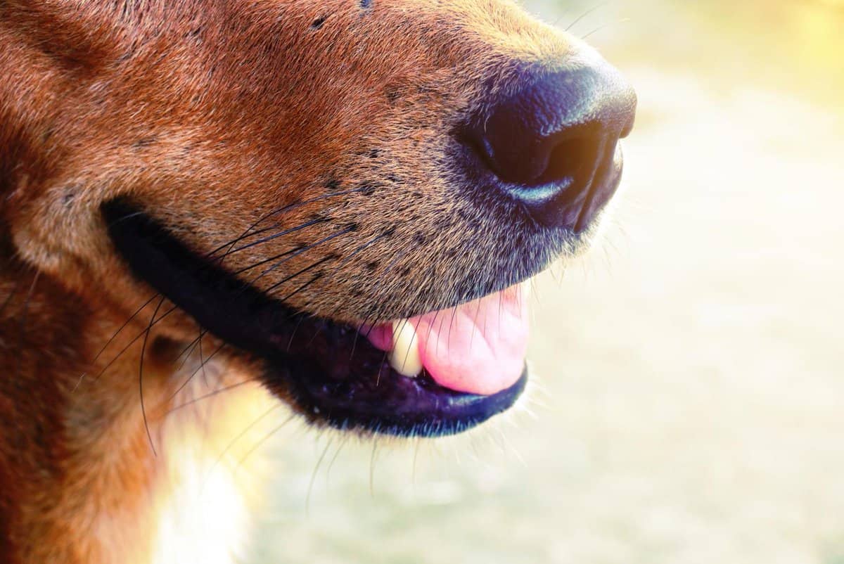 Do dogs whiskers grow back if pulled out