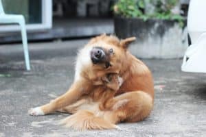 If your dog keeps scratching a wound on their face, here's what you should do
