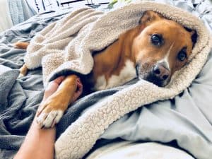 Swaddling a dog can help calm their anxiety and keep them from having a panic attack