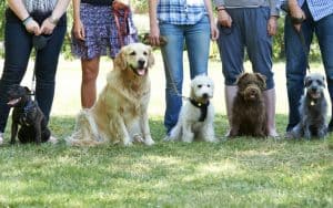 Have you ever wondered why your dog pees on other dogs? There are six main reasons