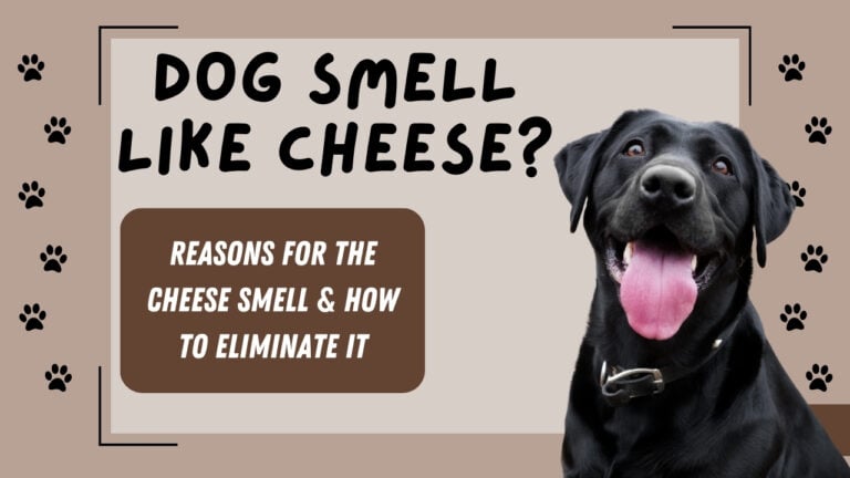 Curious why your dog smells like cheese? Discover the reasons behind this unique scent and how to address it.
