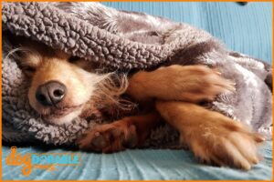 Understanding why does my dog sound congested - Common Causes and Remedies for Canine Congestion.