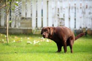 instincts will usually cause a dog to walk in circles while pooping