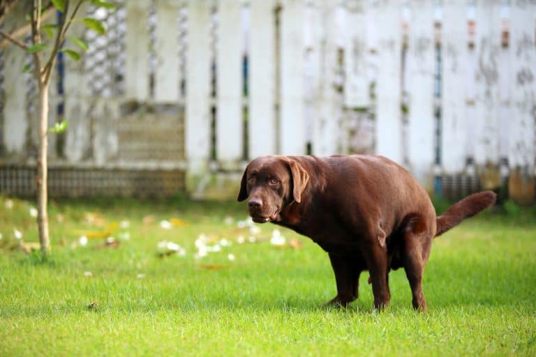 instincts will usually cause a dog to walk in circles while pooping