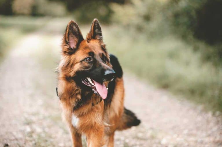 If your dog is supposed to have ears that stand up but have become floppy, here's a few ways to keep them standing