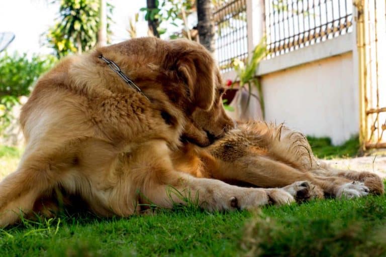 How to Stop a Dog From Licking Their Wound [Without a