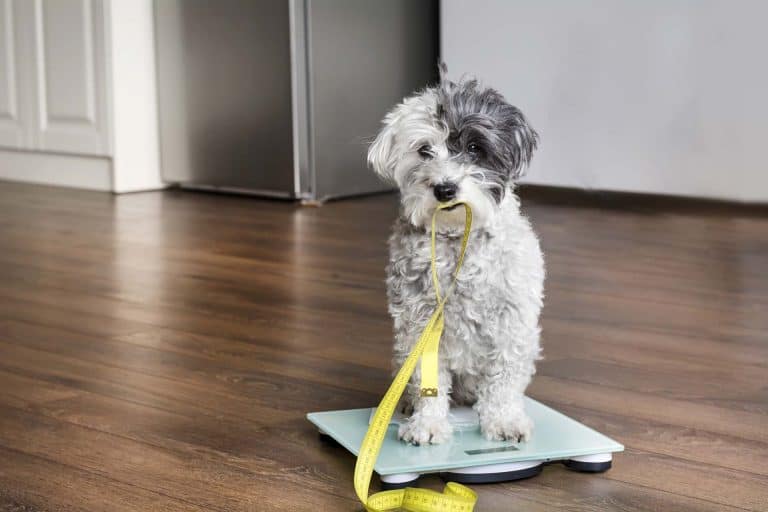 You've probably heard that you should measure your dog by the withers, but you might be wondering what and where the withers are. Here's a simple way to find the withers on your dog.