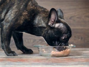 The best thing to feed your dog after a tooth extraction is soft, canned dog food