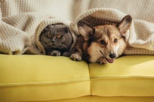 Corgis can be great with cats if they are properly trained