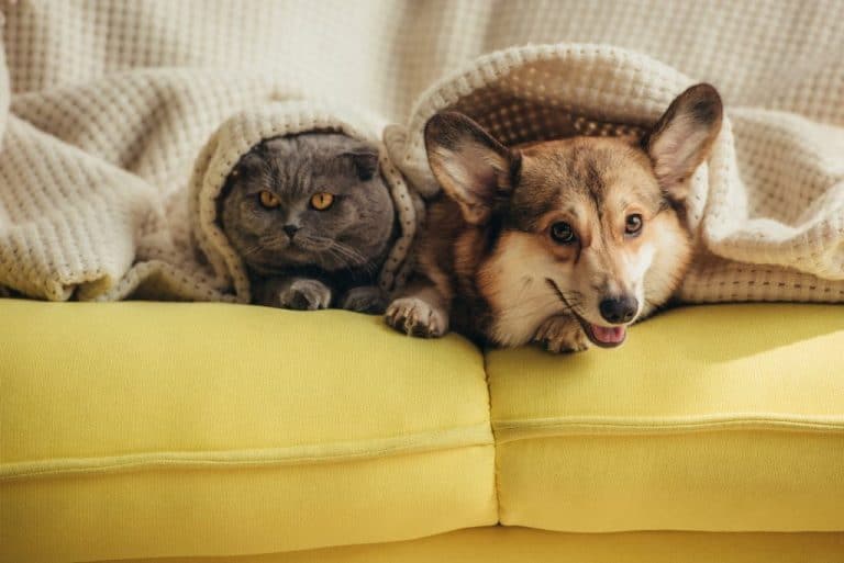 Corgis can be great with cats if they are properly trained