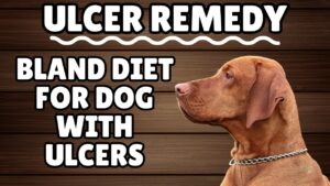 Guide to a bland diet for dogs with ulcers. Discover the right foods to ease discomfort and promote healing in your furry friend.