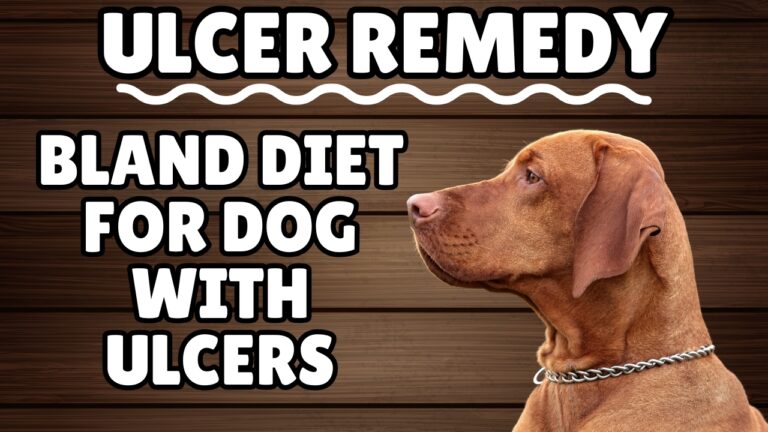 Guide to a bland diet for dogs with ulcers. Discover the right foods to ease discomfort and promote healing in your furry friend.