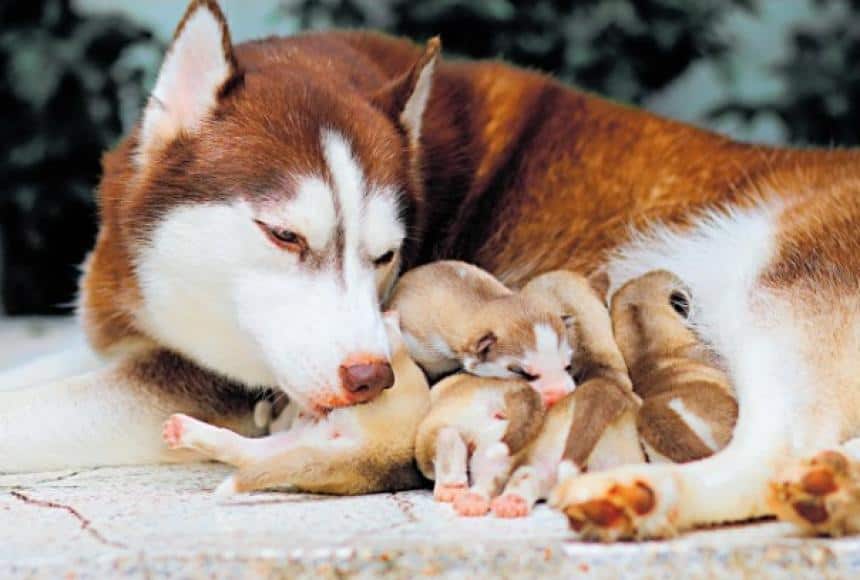 Have you ever wondered if a dog with hernia can give birth to puppies? It's not a good idea!