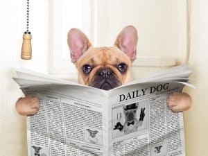 A dog with bloat usually won't be able to poop. But it's best to get them to the vet as soon as possible.