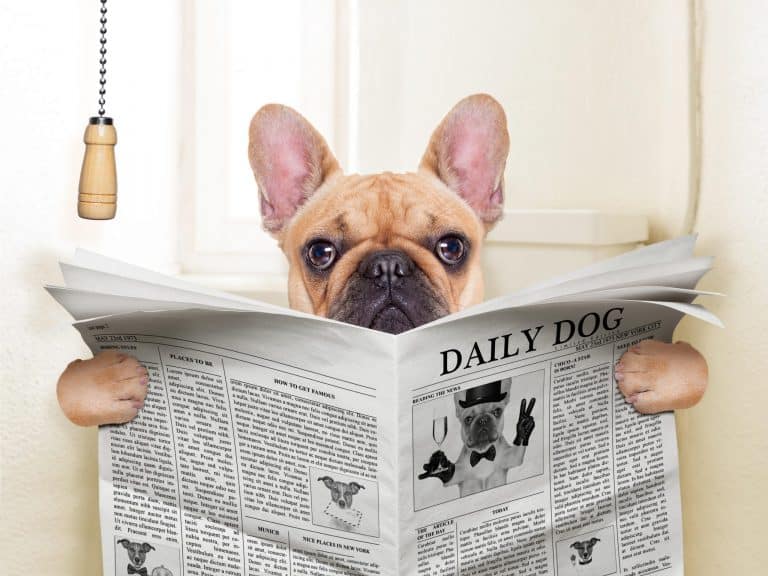 A dog with bloat usually won't be able to poop. But it's best to get them to the vet as soon as possible.