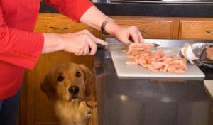 Any type of food, including boiled chicken, can give dog diarrhea.
